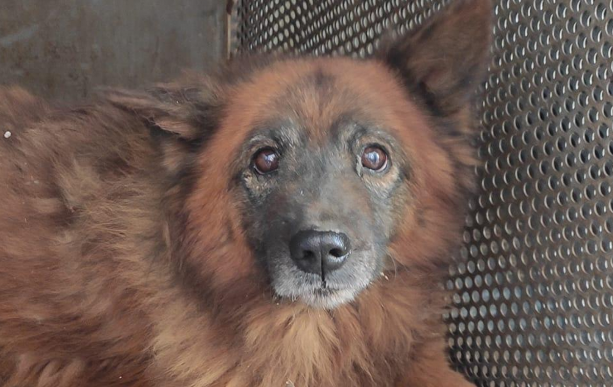 Пес Крым был ранен после обстрелов / фото facebook.com/zookontroldnipro Пес Крым был ранен после обстрелов / фото facebook.com/zookontroldnipro
