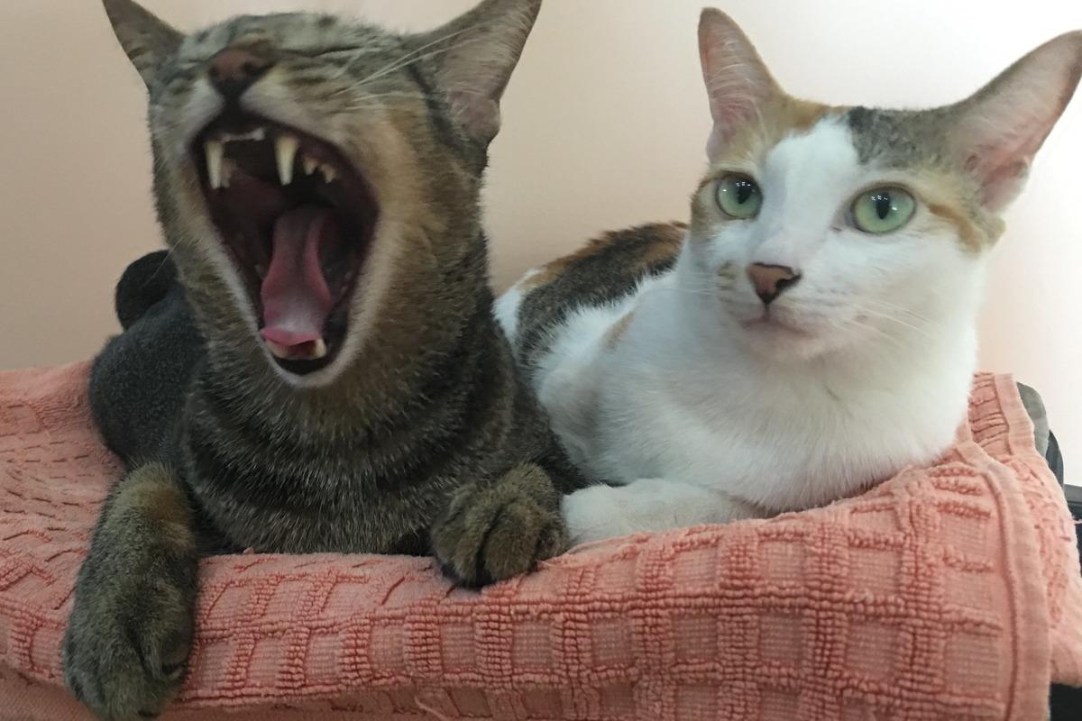 Коти можуть нявкати вночі з низки причин / фото flickr.com/mechtholdjin Коти можуть нявкати вночі з низки причин / фото flickr.com/mechtholdjin