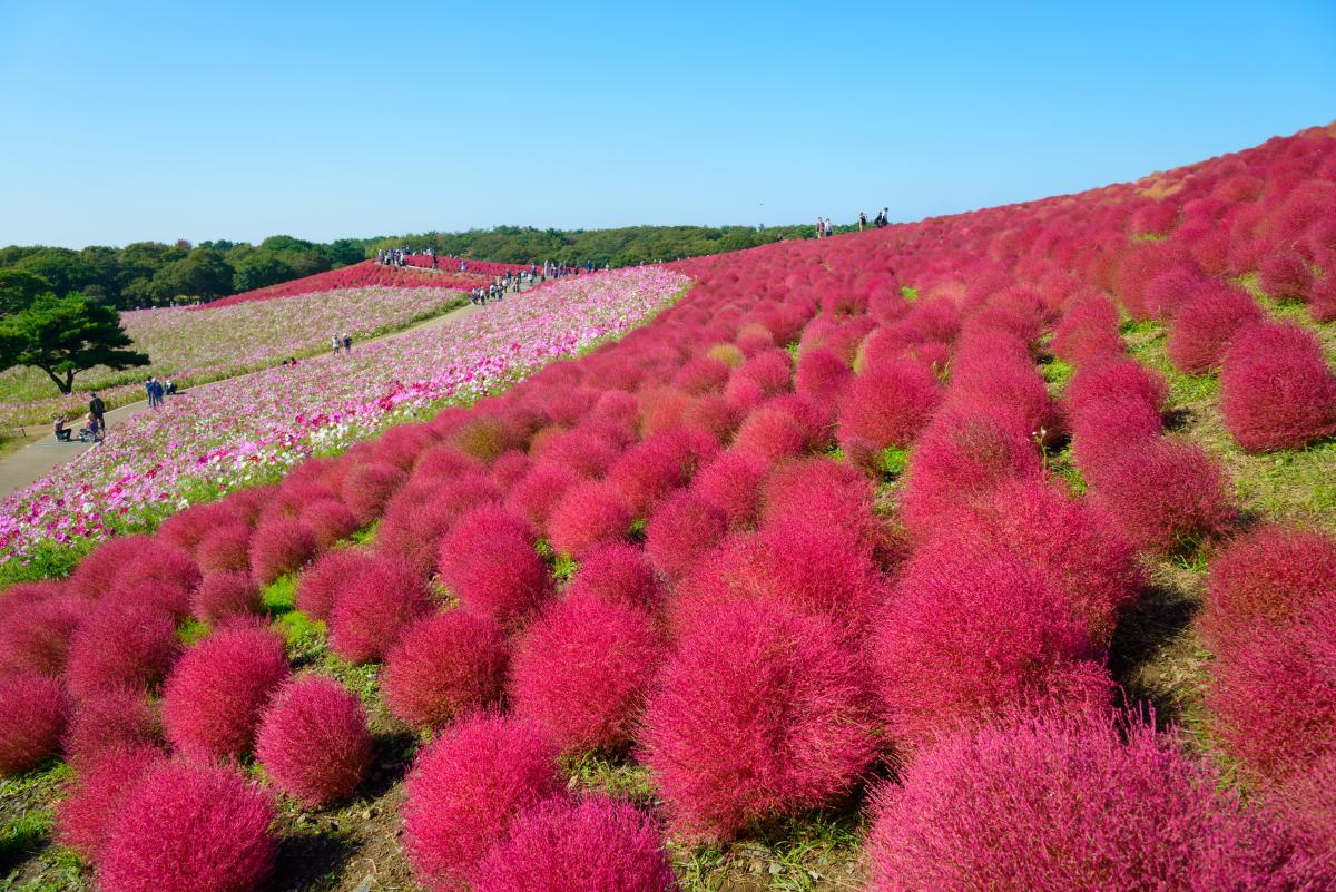 Приморский парк Хитачи в Японии попал в список скрытых чудес мира / фото ua.depositphotos.com