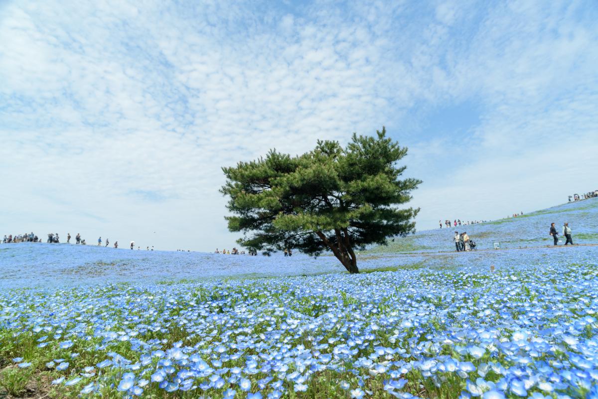 Приморский парк Хитачи в Японии / фото ua.depositphotos.com