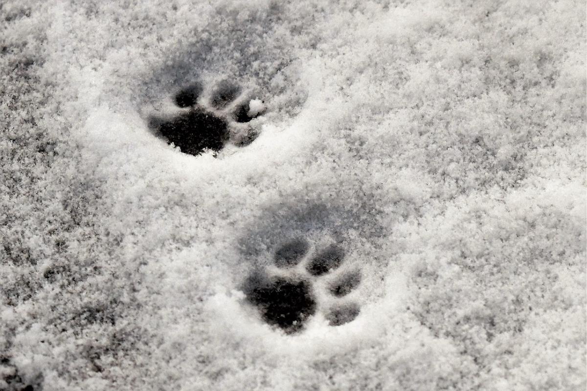 На выходных в Украине ожидается мокрый снег / фото Pixabay