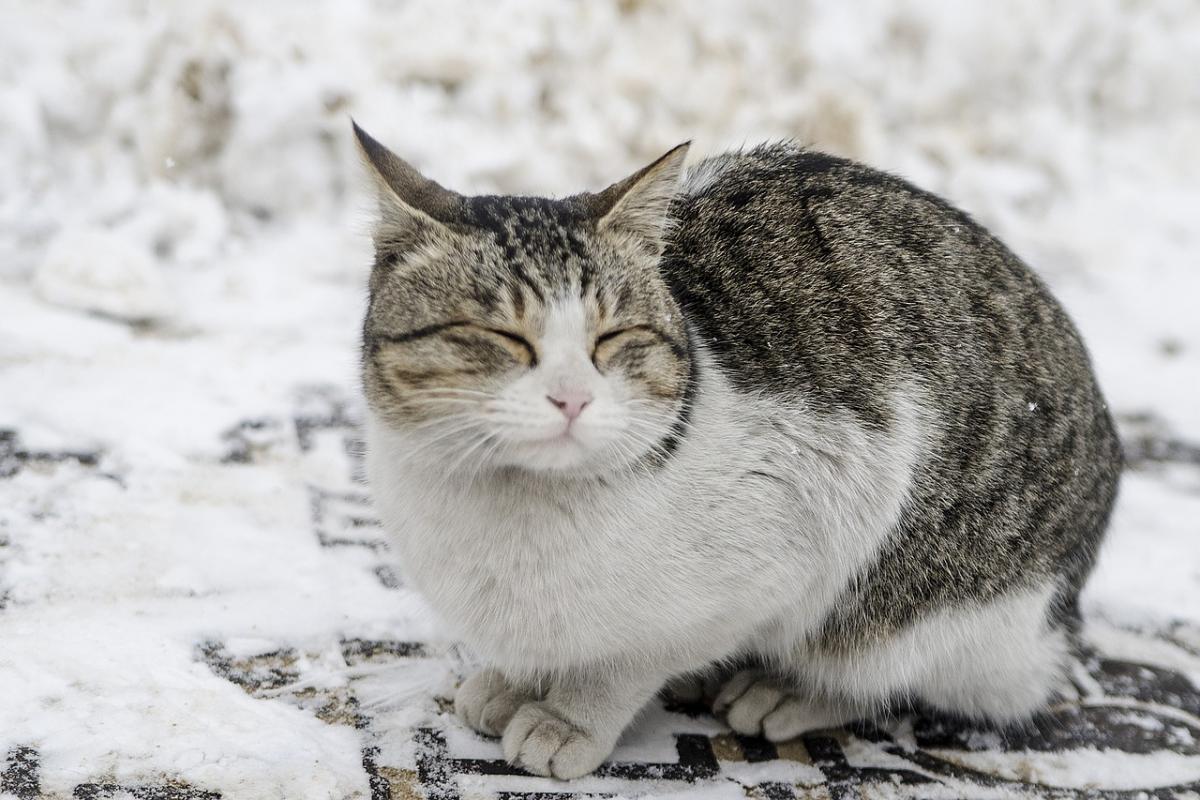 Котам через мороз загрожує загибель, їх потрібно врятувати, зазначив очільник ОП / фото nomaaaaad, Pixabay