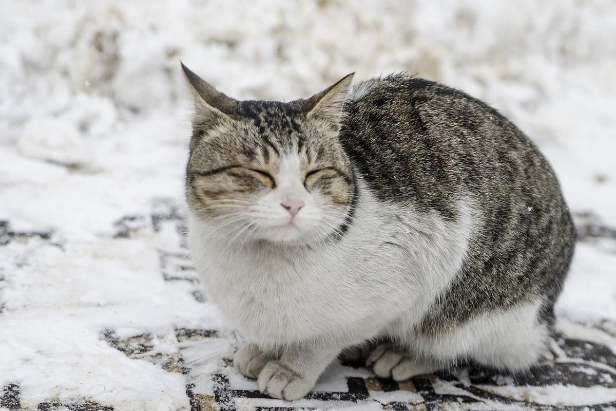 Котам через мороз загрожує загибель, їх потрібно врятувати, зазначив очільник ОП / фото nomaaaaad, Pixabay Котам через мороз загрожує загибель, їх потрібно врятувати, зазначив очільник ОП / фото nomaaaaad, Pixabay