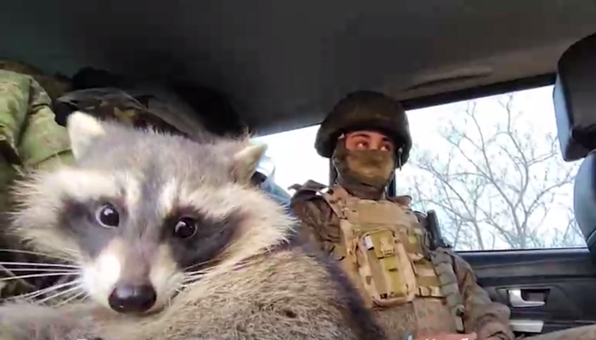 Российский оккупант при отступлении из Херсона украл из местного зоопарка енота / скрин видео
