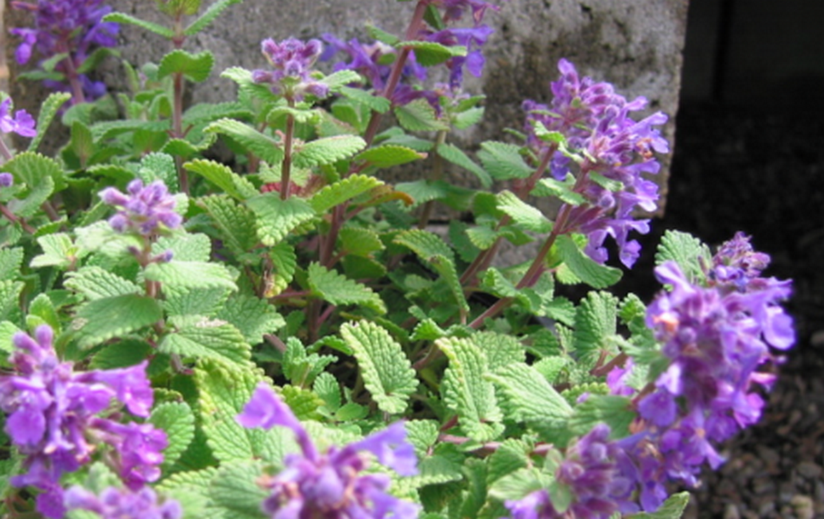 Nepeta cataria - котяча м'ята / фото Вікіпедія Nepeta cataria - котяча м'ята / фото Вікіпедія