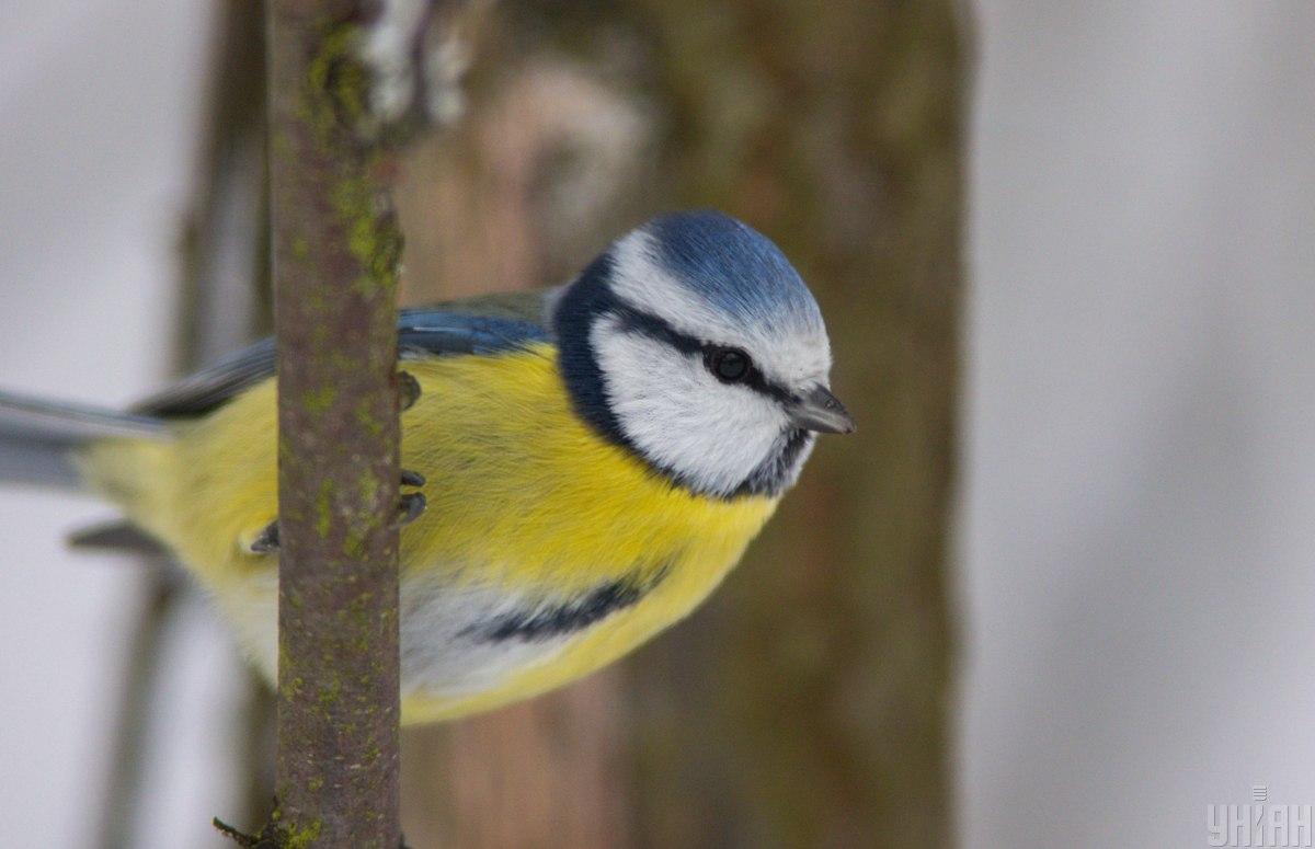 Птицы важны для психического здоровья людей / Фото УНИАН Птицы важны для психического здоровья людей / Фото УНИАН