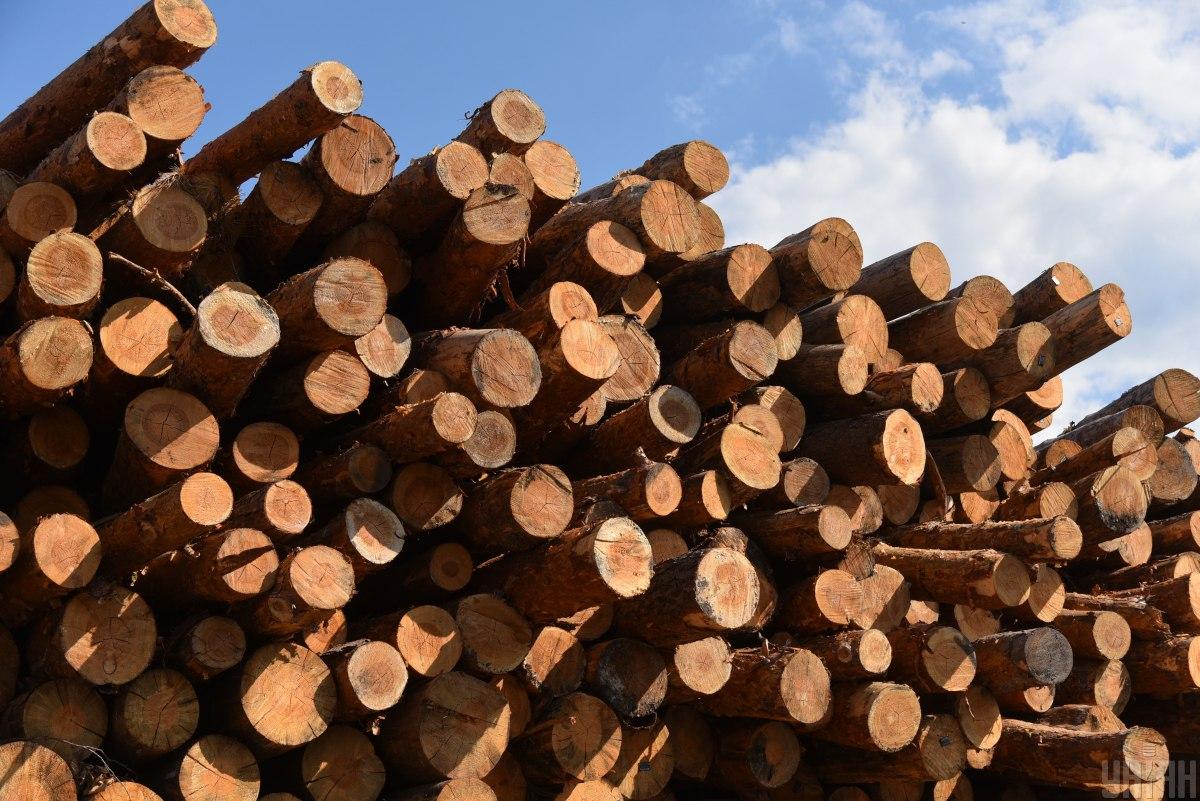 Мільярдні прибутки від продажу деревини повністю спрямовані  в бюджет, - керівник ДП 'Ліси України'