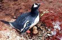 Пингвины снесли первые яйца возле станции "Вернадский": ученые раскрыли, когда ждать птенцов