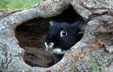 Гороскоп на 2023-й: кому казково пощастить у рік Кролика, а хто стане невдахою