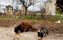 У Міноборони пояснили, навіщо росіяни обстрілюють будинки біля лінії фронту