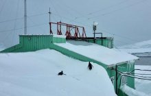 Пінгвіни в захваті: на станції "Вернадський" випав рекордний рівень снігу (фоторепортаж)