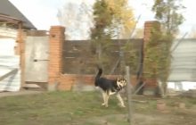 Історія пса з Мощуна змушує плакати: через війну він втратив господаря й лапу (відео)