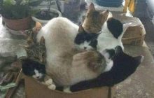 Чому коти люблять коробки: секрети пухнастих хуліганів, про які господарі не підозрюють