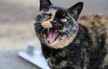 Почему коты бегают по ночам и орут: причины и способы борьбы с "сумасшедшими скачками"