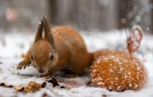 Сегодня киевлян ждет один из самых холодных дней недели