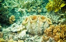 Большой Барьерный риф нужно внести в список объектов, находящихся в опасности - доклад ООН