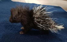 В Одеському зоопарку вигодовують дитинча дикобраза, від якого відмовилася мати (фото)