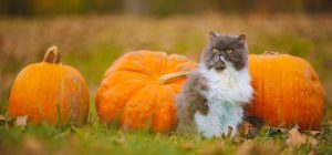 Чем опасен сегодняшний день: традиции в народный праздник 13 октября