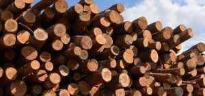 Дрова димлять і не гріють: поширена помилка, якої припускаються під час розпалювання