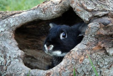 Новий рік 2023: тварина-покровитель і головні традиції за східним календарем