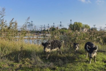 Своїми діями на ЗАЕС окупанти вбивають тварин - Енергоатом (фото)