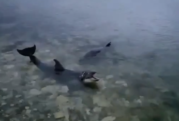 У Севастополі викинули в море чотирьох дельфінів (відео)