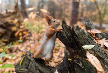 На вихідних в Україні очікуються погодні гойдалки (карта)