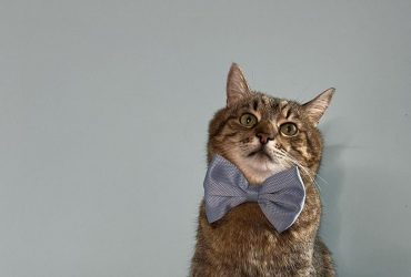 Кот Степан стал амбассадором важного проекта Минкульта и обратился к украинцам