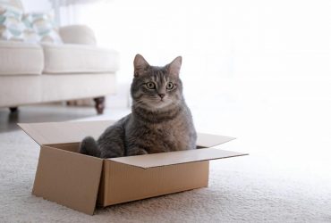 Чому кішкам так подобаються коробки: експерт назвала головні причини