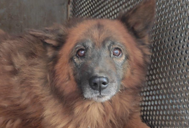 Помер пес Крим, який втратив родину через ракетний удар РФ по Дніпру