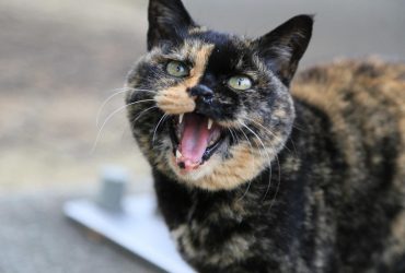 Почему коты бегают по ночам и орут: причины и способы борьбы с сумасшедшими скачками