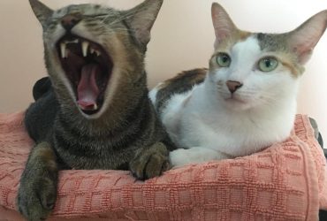 Не только мурлыканье и мяуканье: ученые рассказали, как с вами общается ваша кошка