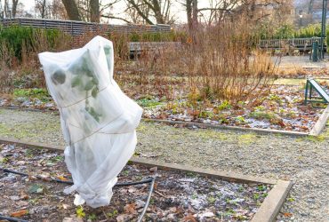 Как укрыть и обрезать розы на зиму: защищаем кусты от зимних морозов