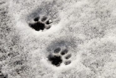 Синоптик попереджає про негоду на вихідних, у Карпатах нову сніжитиме