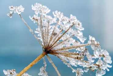 This year's frosty weather will last at least a week in Ukraine - Ukrhydrometeorological center