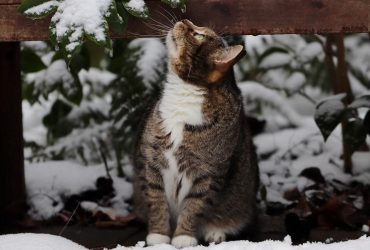 Антициклон из субтропиков испортит погоду зимой: климатолог сделала неутешительный прогноз