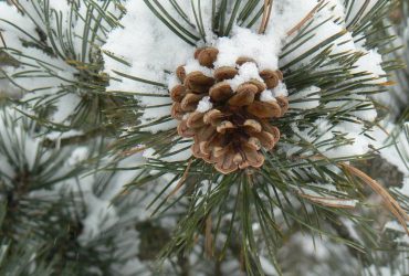 Известный синоптик сообщила, какая погода ждет украинцев 4 февраля