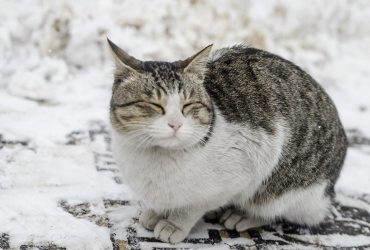 Яким буде грудень в Україні: народний синоптик дав детальний прогноз до Нового року