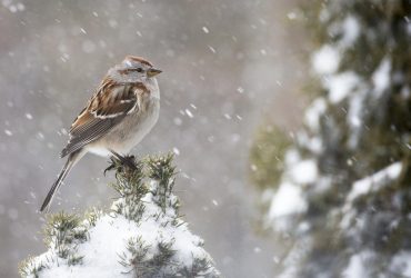 Во вторник часть Украины накроют дожди и снег: где будут осадки (карта)
