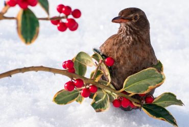 В Украину возвращаются морозы: где и когда будет -8° (карта)