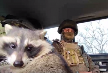 Залишиться з нами: російські військові показали єнота, вкраденого при втечі з Херсона (відео )