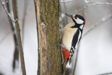 Первый понедельник зимы принесет в Украину похолодание (карта)