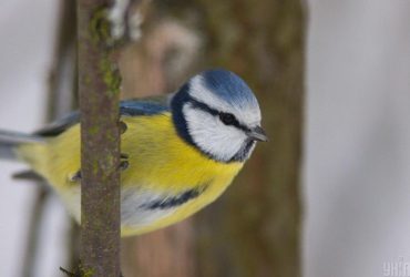 Ученые доказали связь между птицами и количеством сумасшедших людей