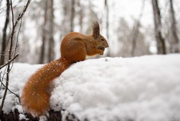 Снежно и скользко: синоптики раскрыли, какой будет погода в четверг