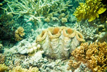 Великий Бар'єрний риф слід внести в список об'єктів, що знаходяться в небезпеці - доповідь