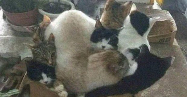 Почему коты залазят в коробки - главные причины и что делать — УНИАН