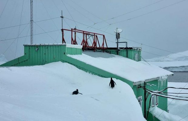 Пингвины в восторге: на станции "Вернадский" выпал рекордный уровень снега (фоторепортаж)