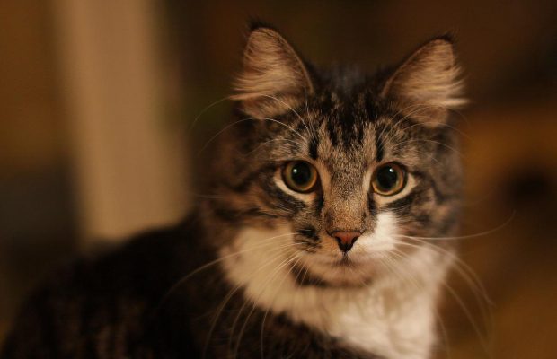 Державна авіакомпанія Болівії найняла екстрасенса для пошуку зниклого кота