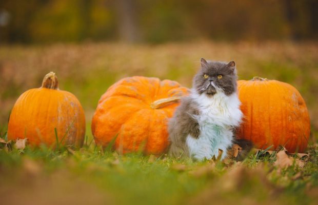 Чем опасен сегодняшний день: традиции в народный праздник 13 октября