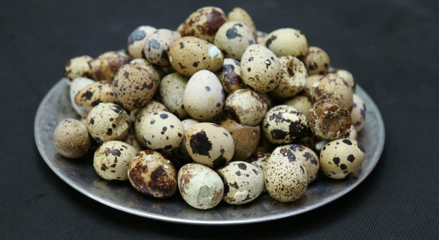 Чому перепелині яйця потрібно їсти кожному: докладно про користь та секрети приготування